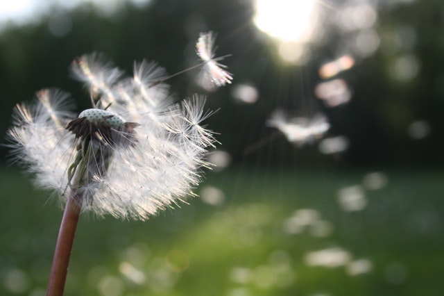 Dandelion pollen flying off into the wind