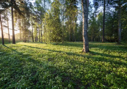 green space in morning light